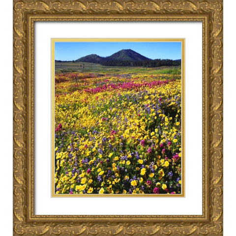 California, Cuyamaca Rancho SP Flower landscape Gold Ornate Wood Framed Art Print with Double Matting by Talbot Frank, Christopher