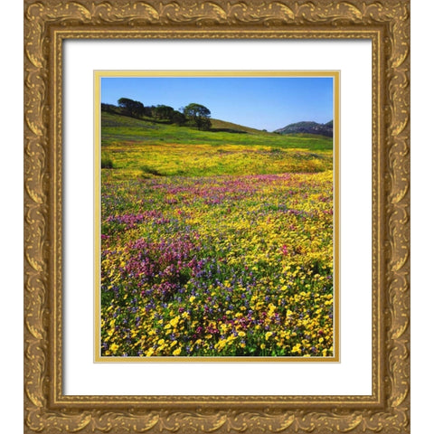 California, Cuyamaca Rancho SP Flower landscape Gold Ornate Wood Framed Art Print with Double Matting by Talbot Frank, Christopher