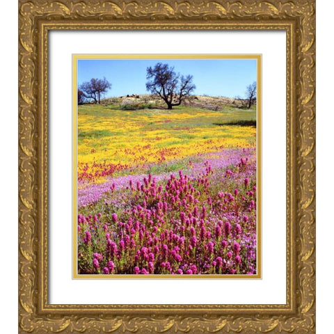 California, Cuyamaca Rancho SP Flower landscape Gold Ornate Wood Framed Art Print with Double Matting by Talbot Frank, Christopher