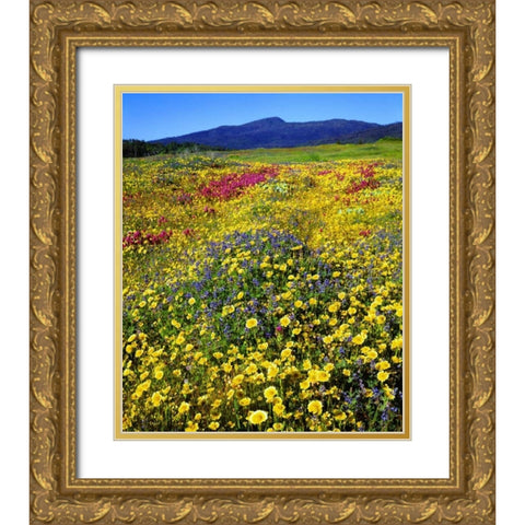 California, Cuyamaca Rancho SP Flower landscape Gold Ornate Wood Framed Art Print with Double Matting by Talbot Frank, Christopher