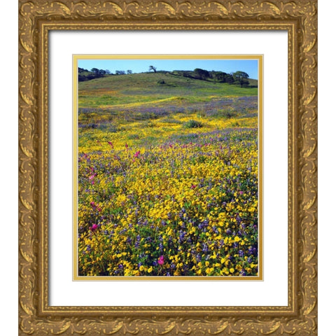 California, Cuyamaca Rancho SP Flower landscape Gold Ornate Wood Framed Art Print with Double Matting by Talbot Frank, Christopher
