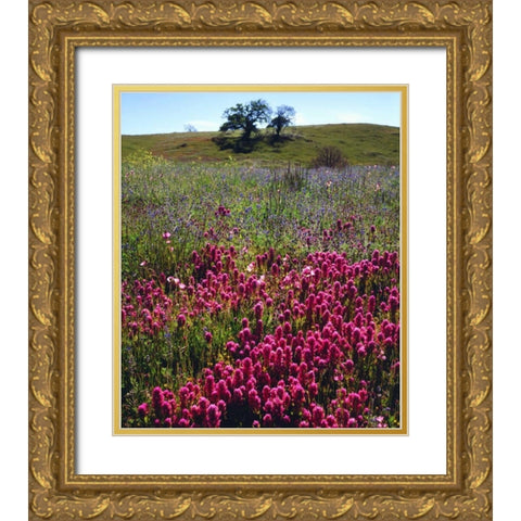 California, Cuyamaca Rancho SP Wildflowers Gold Ornate Wood Framed Art Print with Double Matting by Talbot Frank, Christopher