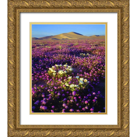 CA, desert wildflowers at the Dumont Dunes Gold Ornate Wood Framed Art Print with Double Matting by Talbot Frank, Christopher