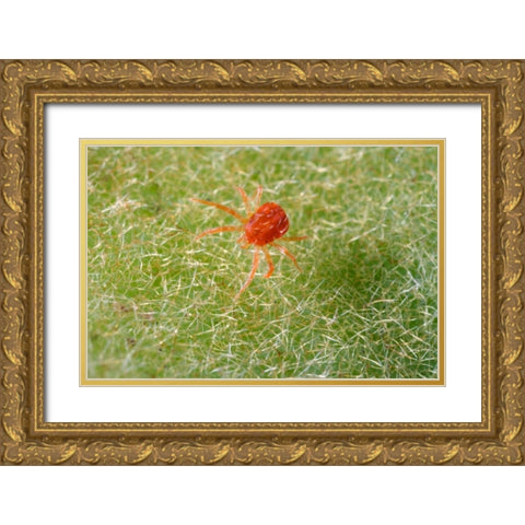 California, Extreme close-up of a spider mite Gold Ornate Wood Framed Art Print with Double Matting by Talbot Frank, Christopher