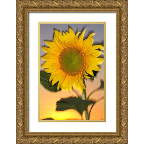CA, Hybrid sunflower blowing in the wind at dusk Gold Ornate Wood Framed Art Print with Double Matting by Talbot Frank, Christopher