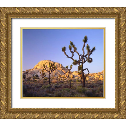California, Joshua Tree NP Desert Landscape Gold Ornate Wood Framed Art Print with Double Matting by Talbot Frank, Christopher