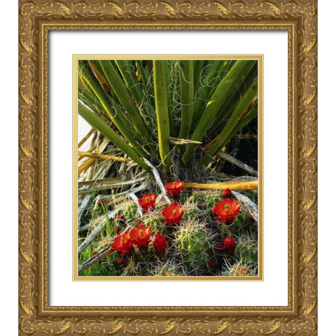 California, Joshua Tree NP Claret Cup Cactus Gold Ornate Wood Framed Art Print with Double Matting by Talbot Frank, Christopher