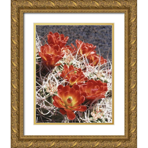 California, Joshua Tree NP Claret Cup Cactus Gold Ornate Wood Framed Art Print with Double Matting by Talbot Frank, Christopher
