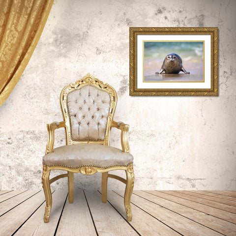 California, La Jolla A baby seal coming ashore Gold Ornate Wood Framed Art Print with Double Matting by Talbot Frank, Christopher