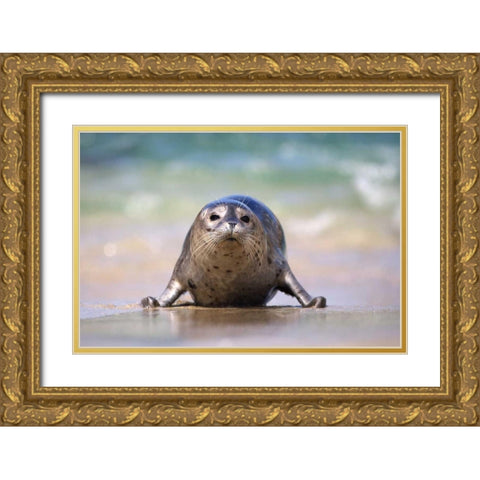 California, La Jolla A baby seal coming ashore Gold Ornate Wood Framed Art Print with Double Matting by Talbot Frank, Christopher