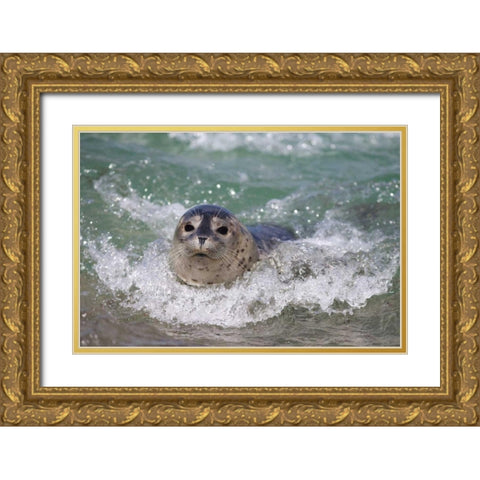 USA, California, La Jolla A baby seal surfing Gold Ornate Wood Framed Art Print with Double Matting by Talbot Frank, Christopher