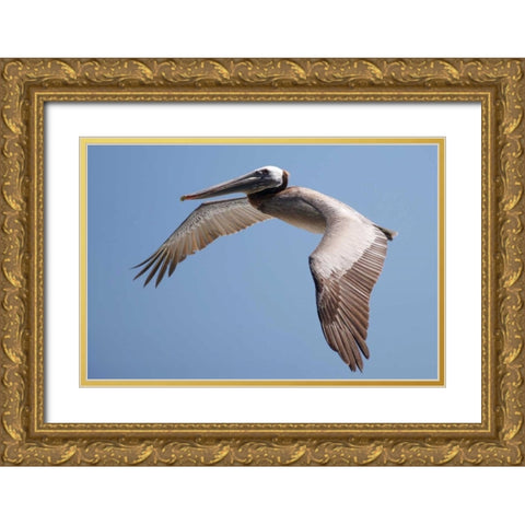 CA, La Jolla A Pelican Flying over the Coast Gold Ornate Wood Framed Art Print with Double Matting by Talbot Frank, Christopher