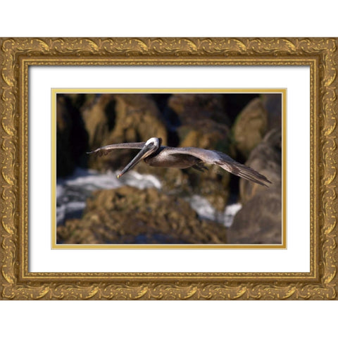 CA, La Jolla A Pelican Flying over the Coast Gold Ornate Wood Framed Art Print with Double Matting by Talbot Frank, Christopher
