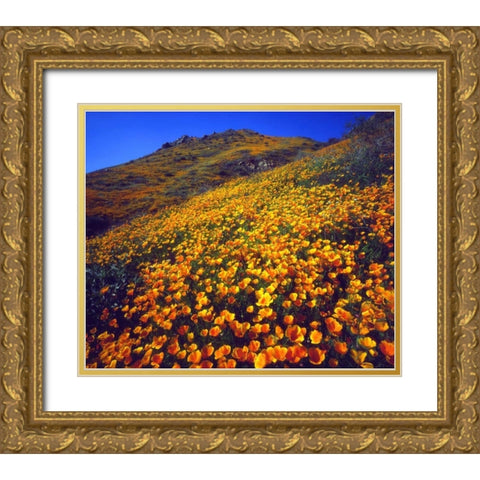 California, Lake Elsinore California poppies Gold Ornate Wood Framed Art Print with Double Matting by Talbot Frank, Christopher