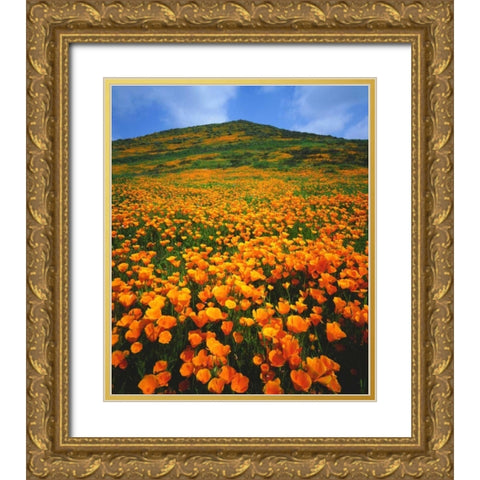 California, Lake Elsinore California poppies Gold Ornate Wood Framed Art Print with Double Matting by Talbot Frank, Christopher