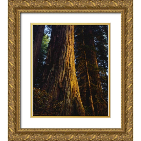 CA, Redwoods Old-growth Redwood tree at Sunset Gold Ornate Wood Framed Art Print with Double Matting by Talbot Frank, Christopher