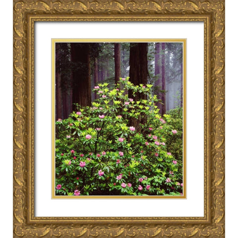CA, Old-growth Redwood tree with Rhododendron Gold Ornate Wood Framed Art Print with Double Matting by Talbot Frank, Christopher