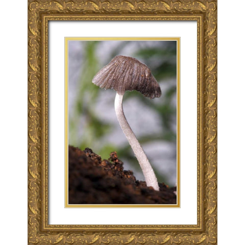 USA, California, San Diego, A Mushroom Gold Ornate Wood Framed Art Print with Double Matting by Talbot Frank, Christopher