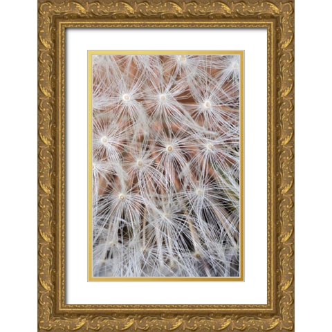 California, San Diego, Close-up of a dandelion Gold Ornate Wood Framed Art Print with Double Matting by Talbot Frank, Christopher