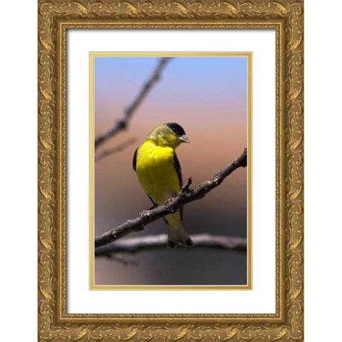 California, San Diego, Lakeside A Yellow Finch Gold Ornate Wood Framed Art Print with Double Matting by Talbot Frank, Christopher