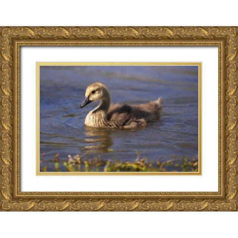California, San Diego, Lakeside Canada Gosling Gold Ornate Wood Framed Art Print with Double Matting by Talbot Frank, Christopher