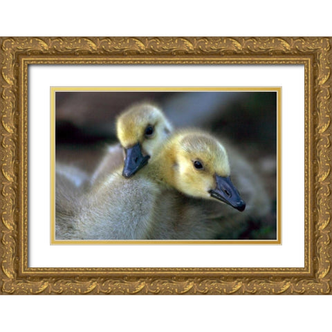California, San Diego, Lakeside Canada Goslings Gold Ornate Wood Framed Art Print with Double Matting by Talbot Frank, Christopher