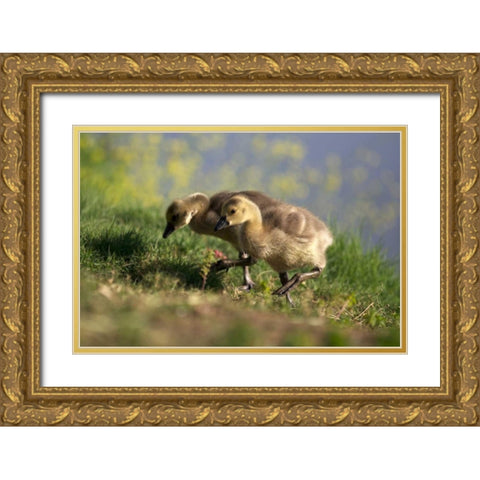 California, San Diego, Lakeside Canada Goslings Gold Ornate Wood Framed Art Print with Double Matting by Talbot Frank, Christopher