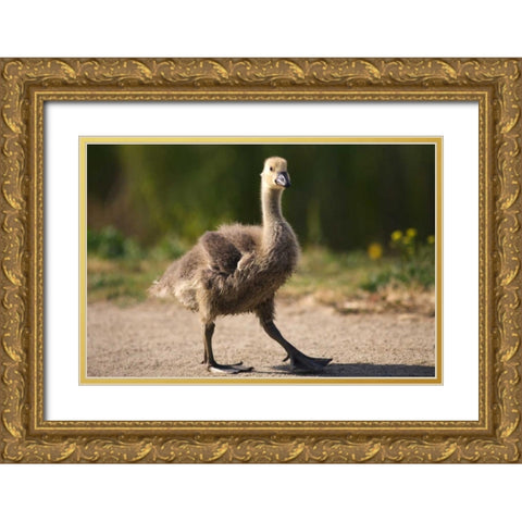California, San Diego, Lakeside Canadian Gosling Gold Ornate Wood Framed Art Print with Double Matting by Talbot Frank, Christopher