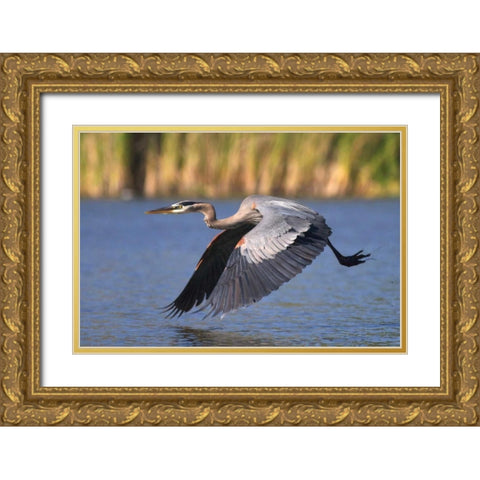 California, San Diego, Great Blue Heron flying Gold Ornate Wood Framed Art Print with Double Matting by Talbot Frank, Christopher
