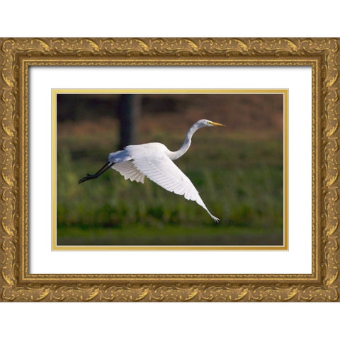 California, San Diego Great Egret flying Gold Ornate Wood Framed Art Print with Double Matting by Talbot Frank, Christopher