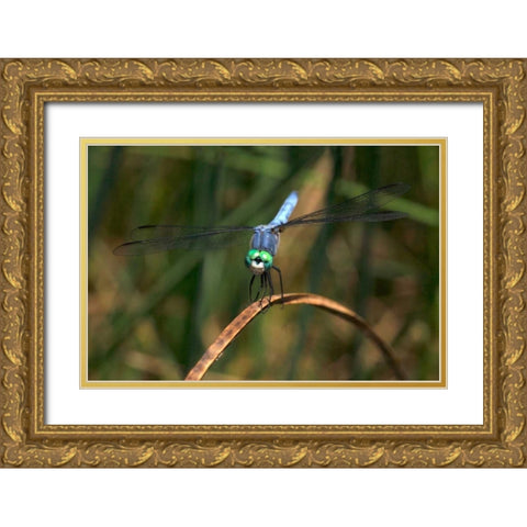 CA, Mission Trails regional Park Blue Dragonfly Gold Ornate Wood Framed Art Print with Double Matting by Talbot Frank, Christopher