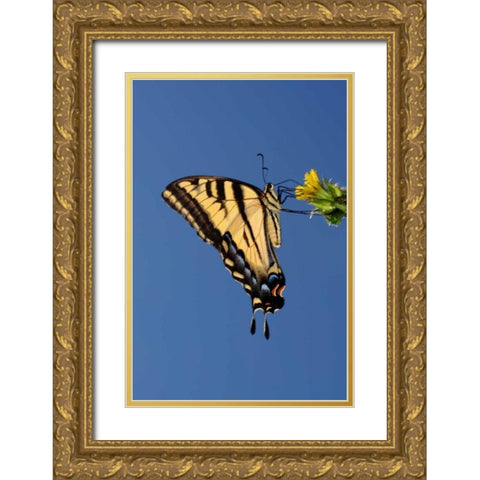 CA, Mission Trails Anise Swallowtail Butterfly Gold Ornate Wood Framed Art Print with Double Matting by Talbot Frank, Christopher
