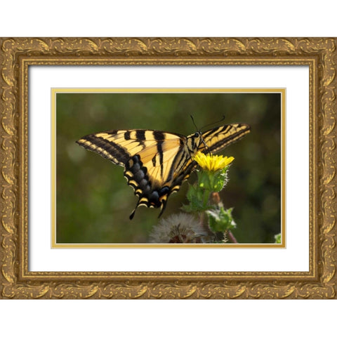 CA, San Diego, Mission Trails Anise Swallowtail Gold Ornate Wood Framed Art Print with Double Matting by Talbot Frank, Christopher