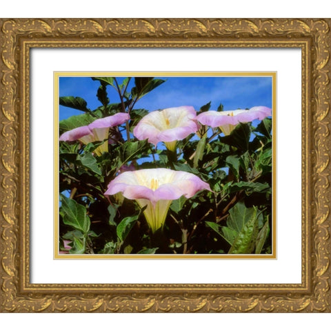 CA, San Diego, Mission Trails Datura flowers Gold Ornate Wood Framed Art Print with Double Matting by Talbot Frank, Christopher