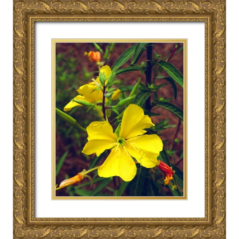 CA, San Diego, Mission Trails Evening Primrose Gold Ornate Wood Framed Art Print with Double Matting by Talbot Frank, Christopher