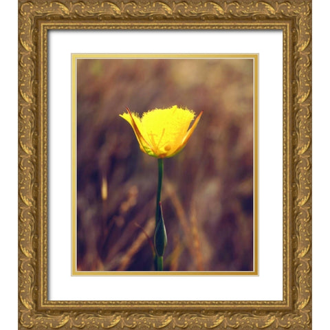 CA, San Diego, Mission Trails Mariposa Lily Gold Ornate Wood Framed Art Print with Double Matting by Talbot Frank, Christopher