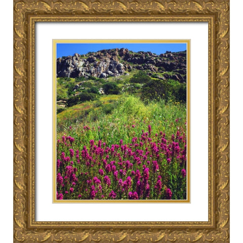 CA, San Diego, Mission Trails Owls Clover Gold Ornate Wood Framed Art Print with Double Matting by Talbot Frank, Christopher