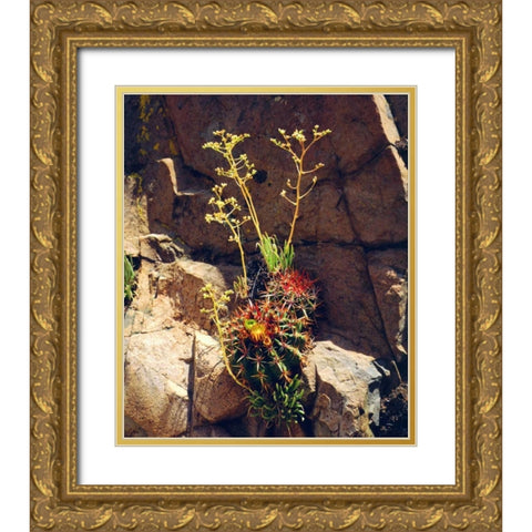 CA, Mission Trails Barrel Cactus and Succulent Gold Ornate Wood Framed Art Print with Double Matting by Talbot Frank, Christopher