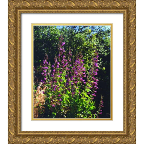 CA, San Diego, Mission Trails Showy Penstemon Gold Ornate Wood Framed Art Print with Double Matting by Talbot Frank, Christopher