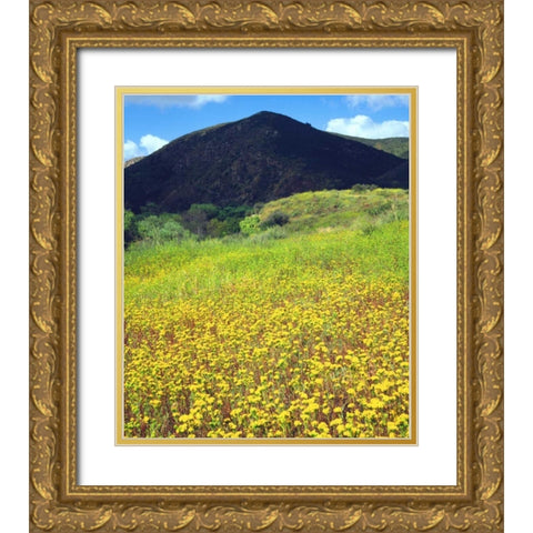 CA, San Diego, Mission Trails Park flowers Gold Ornate Wood Framed Art Print with Double Matting by Talbot Frank, Christopher