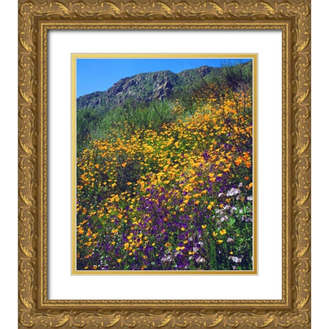 CA, San Diego, Mission Trails Park flowers Gold Ornate Wood Framed Art Print with Double Matting by Talbot Frank, Christopher