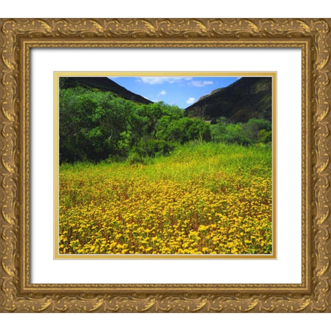 CA, San Diego, Mission Trails Park flowers Gold Ornate Wood Framed Art Print with Double Matting by Talbot Frank, Christopher