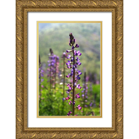 CA, San Diego Lupines in Rattlesnake Canyon Gold Ornate Wood Framed Art Print with Double Matting by Talbot Frank, Christopher