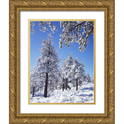 CA, San Diego snowy trees in the Laguna Mts Gold Ornate Wood Framed Art Print with Double Matting by Talbot Frank, Christopher