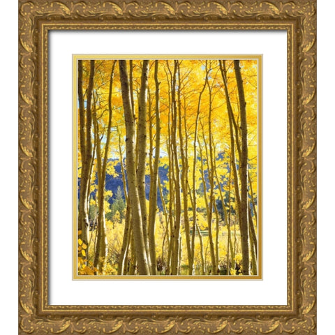 California, Sierra Nevada, Fall colors of Aspens Gold Ornate Wood Framed Art Print with Double Matting by Talbot Frank, Christopher