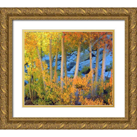 California, Sierra Nevada, Fall colors of Aspens Gold Ornate Wood Framed Art Print with Double Matting by Talbot Frank, Christopher