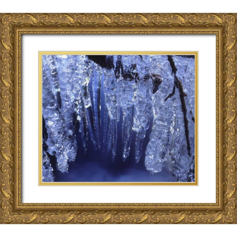 California, Sierra Nevada, Icicles in the Sierra Gold Ornate Wood Framed Art Print with Double Matting by Talbot Frank, Christopher