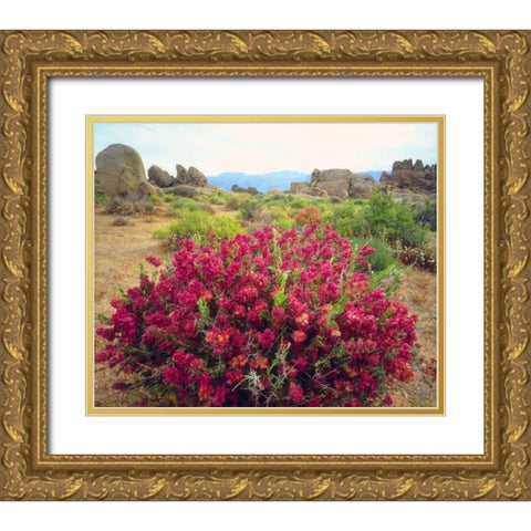 CA, Sierra Nevada Bush in the Alabama Hills Gold Ornate Wood Framed Art Print with Double Matting by Talbot Frank, Christopher