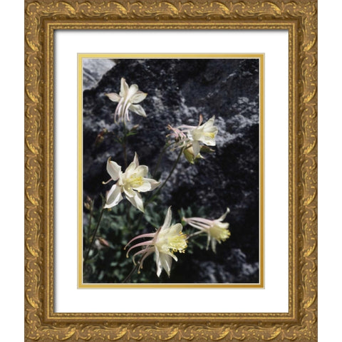 CA, Sierra Nevada Columbine in the Sierras Gold Ornate Wood Framed Art Print with Double Matting by Talbot Frank, Christopher