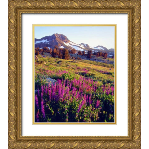 CA, Sierra Nevada Lupine flowers at Carson Pass Gold Ornate Wood Framed Art Print with Double Matting by Talbot Frank, Christopher